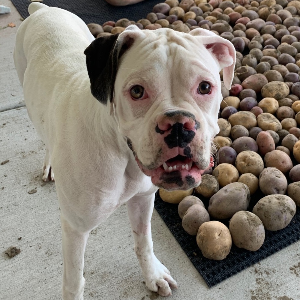 Meet your Posher, Wiliam